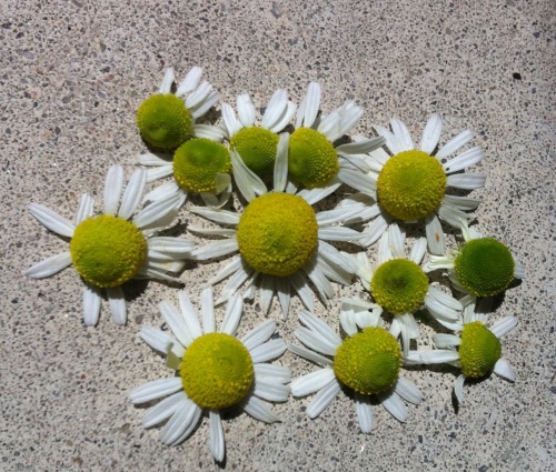 Matricaria chamomilla flowers